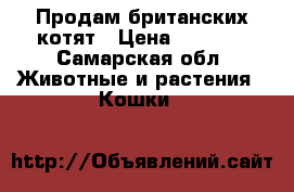 Продам британских котят › Цена ­ 2 000 - Самарская обл. Животные и растения » Кошки   